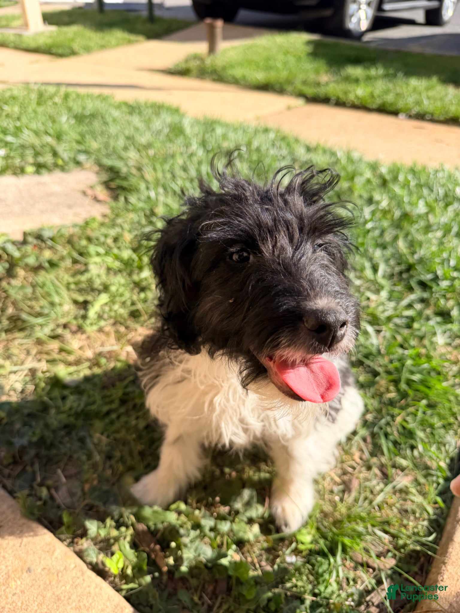 Sheltiedoodle dogs for sale: Coco - Ad 1