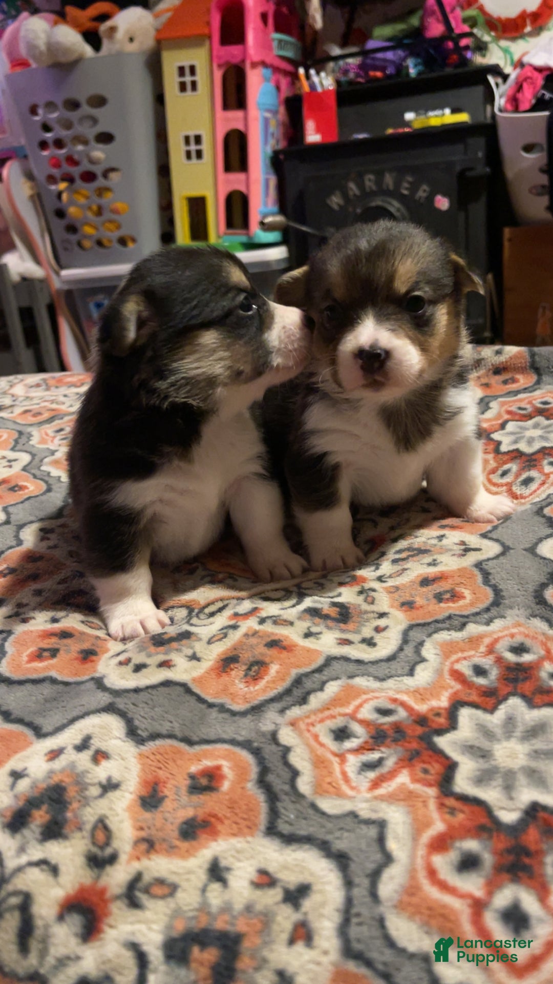 Welsh Corgi Pembroke dogs for sale: Ceecee - Ad 5