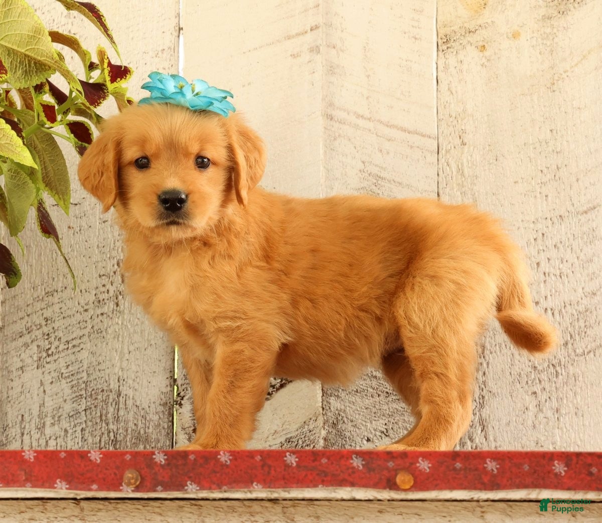 Golden Retriever dogs Nora - Ad 1