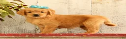 Golden Retriever dogs for sale: Nora - Ad 1