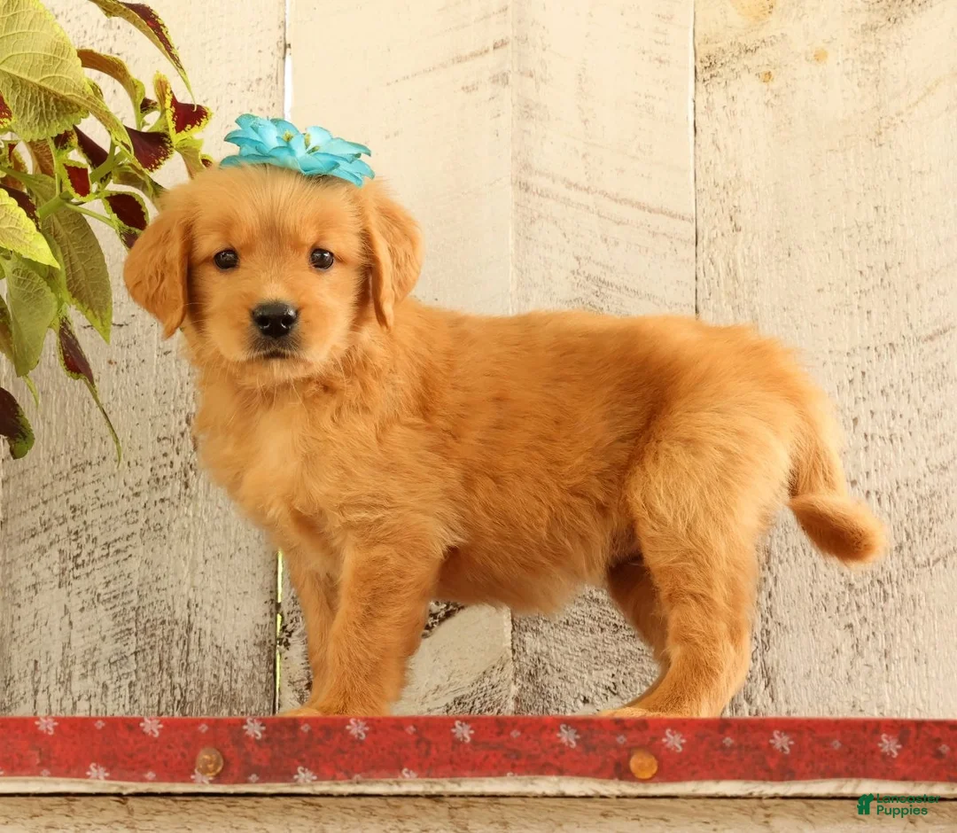Golden Retriever dogs for sale: Nora - Ad 1