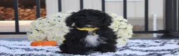 Yorkiepoo dogs for sale: Ranger  - Ad 9