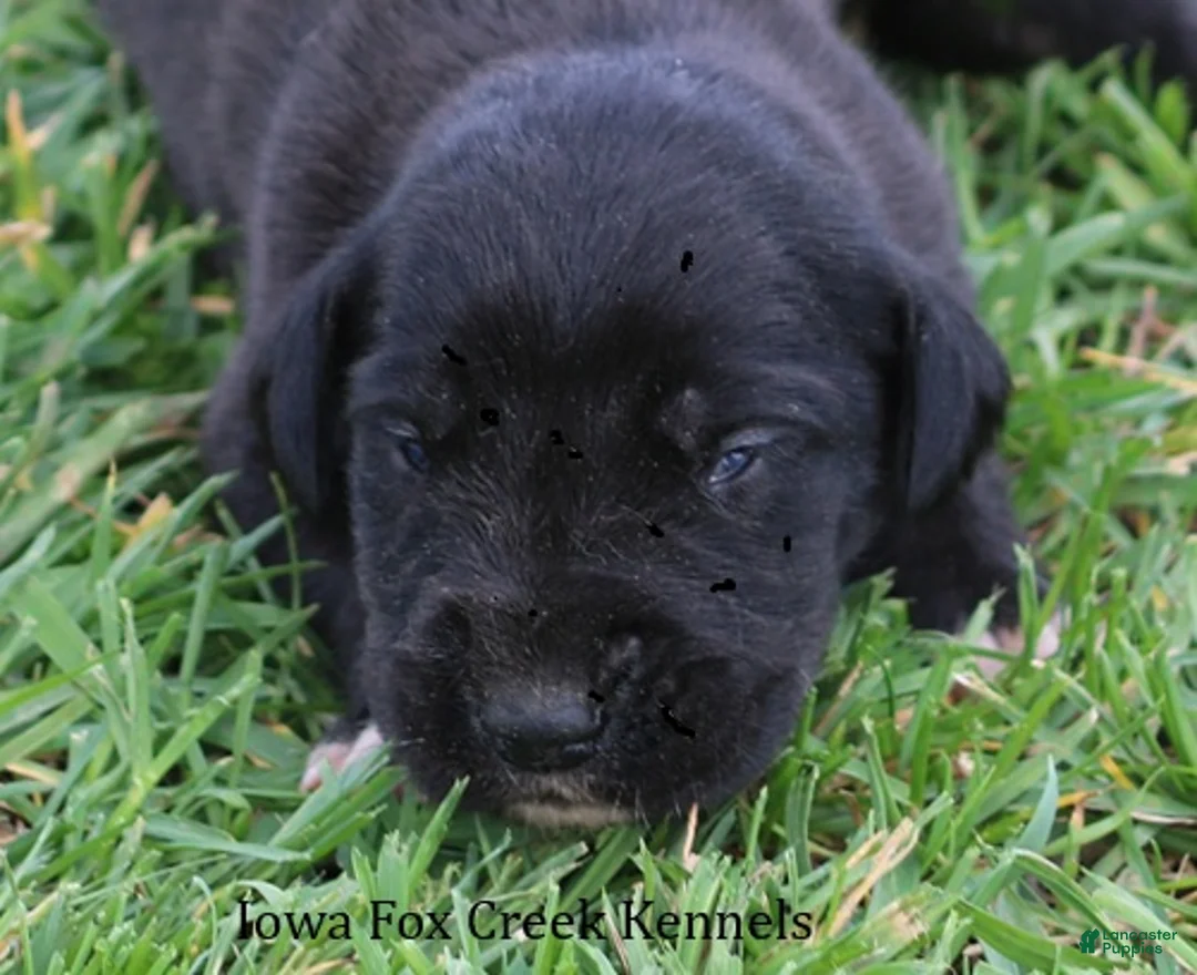 Great Dane dogs for sale: Maya - Ad 1