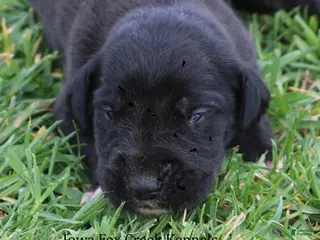 Great Dane dogs Maya - Ad 5