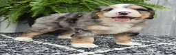 Mini Bernedoodle dogs for sale: Mini Zues - Ad 9