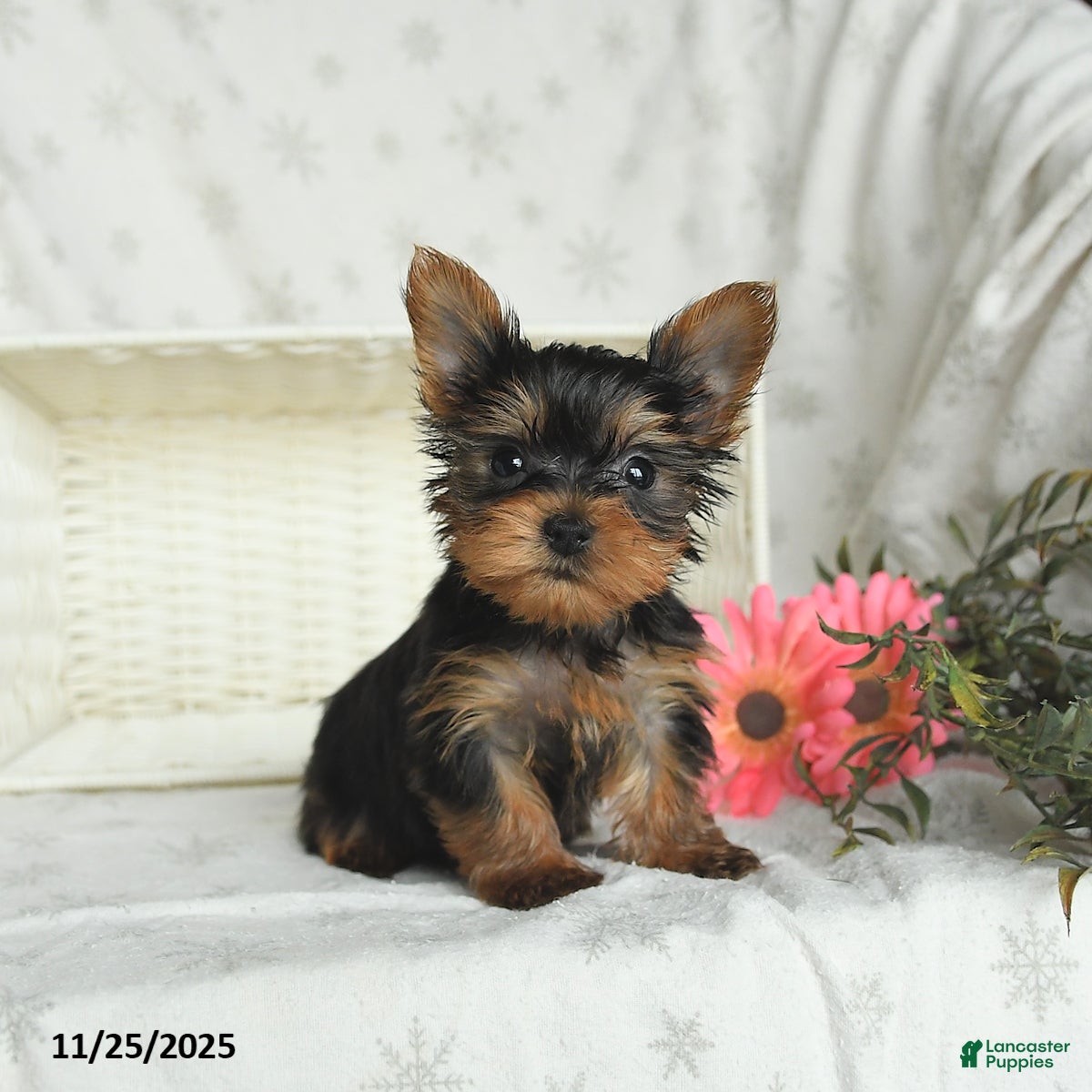 Yorkshire Terrier dogs Biscuit - Ad 41