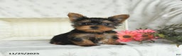 Yorkshire Terrier dogs for sale: Biscuit - Ad 1