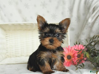 Yorkshire Terrier dogs Biscuit - Ad 32