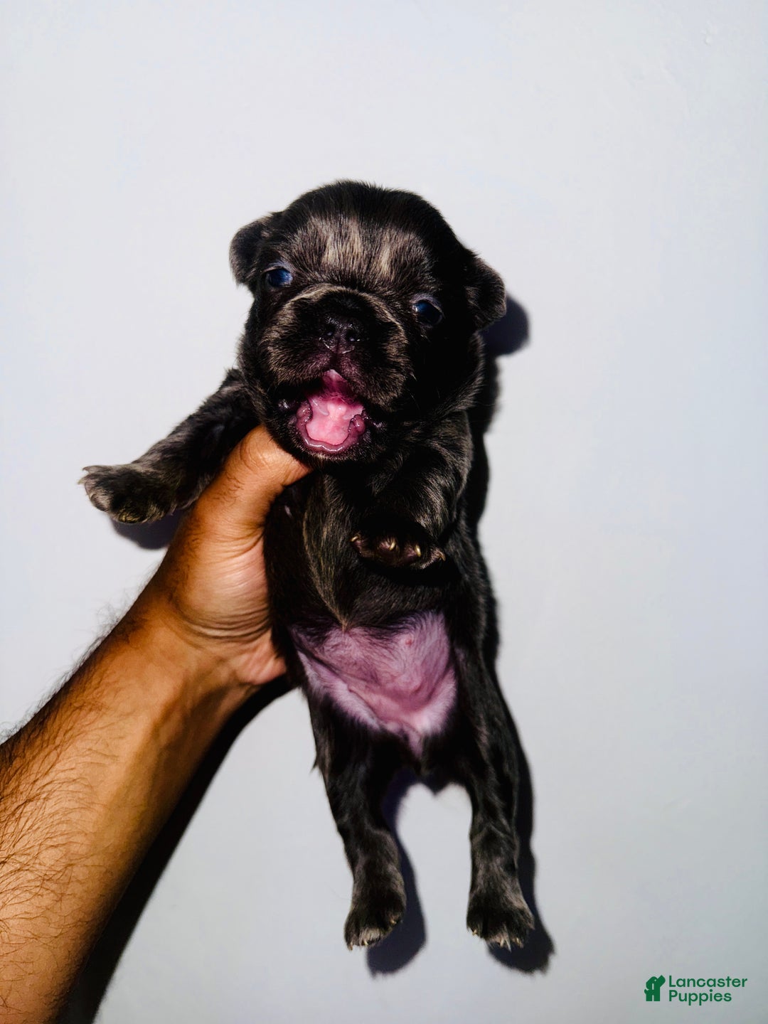 BUBBLES BIG ROPE EXOTIC FLUFFY FRENCHIE for sale in Jonesville