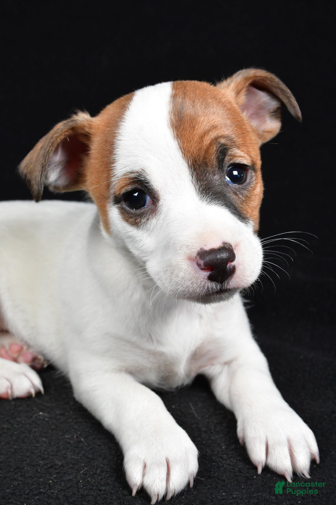 Jack Russell Terrier dogs for sale: Queen - Ad 5