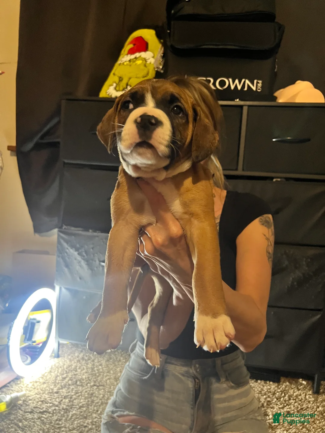 Mixed Breed dogs for sale: Mixed Breed 8 - Ad 2
