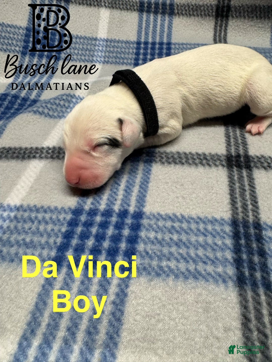 Dalmatian dogs for sale: Da Vinci  - Ad 2