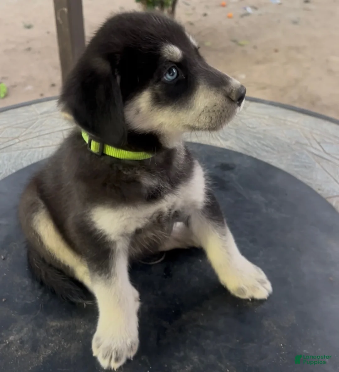 Goberian dogs for sale: Goberian Puppy 3 (Green) - Ad 2