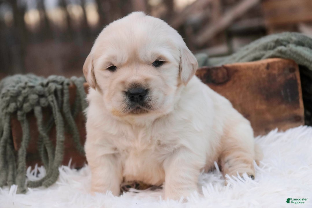 Golden Retriever dogs for sale: Riggs - Ad 1