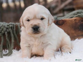 Golden Retriever dogs Riggs - Ad 6