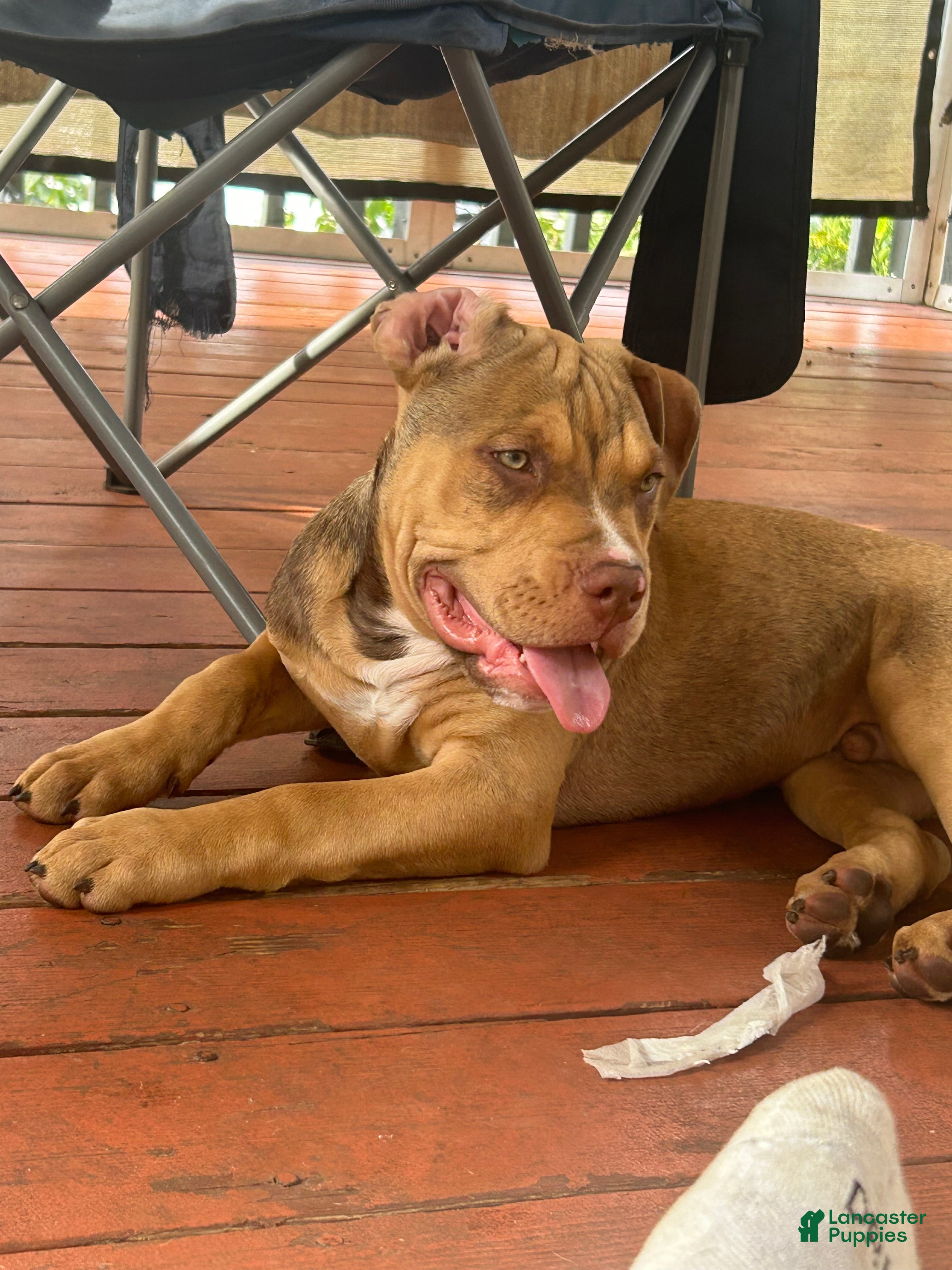 American Bully dogs for sale: Theo  - Ad 17