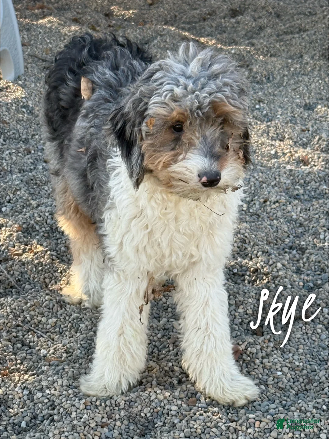Mini Aussiedoodle dogs for sale: Stryker - Micro Mini F1b - Ad 2