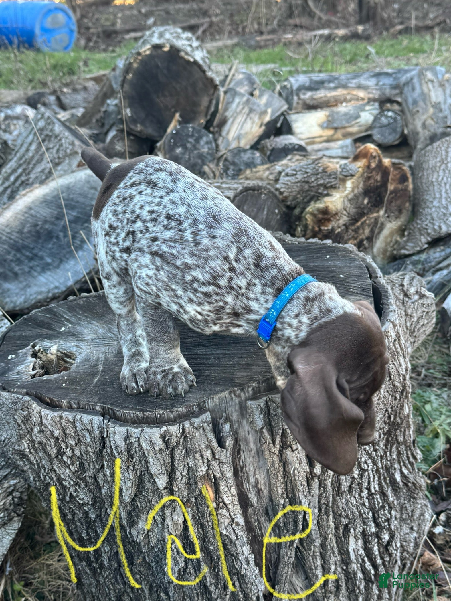 German Shorthaired Pointer dogs German Shorthaired Pointer Puppy 1 - Ad 12