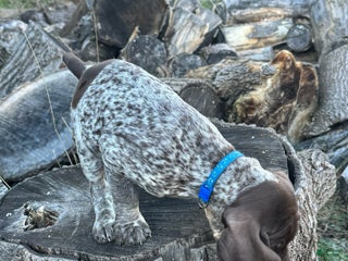 German Shorthaired Pointer dogs German Shorthaired Pointer Puppy 1 - Ad 38