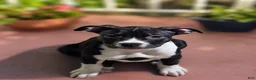 American Bully dogs for sale: American Bully 1 - Ad 1