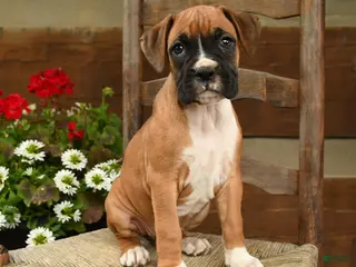 Boxer dogs for sale: Britta - Ad 2