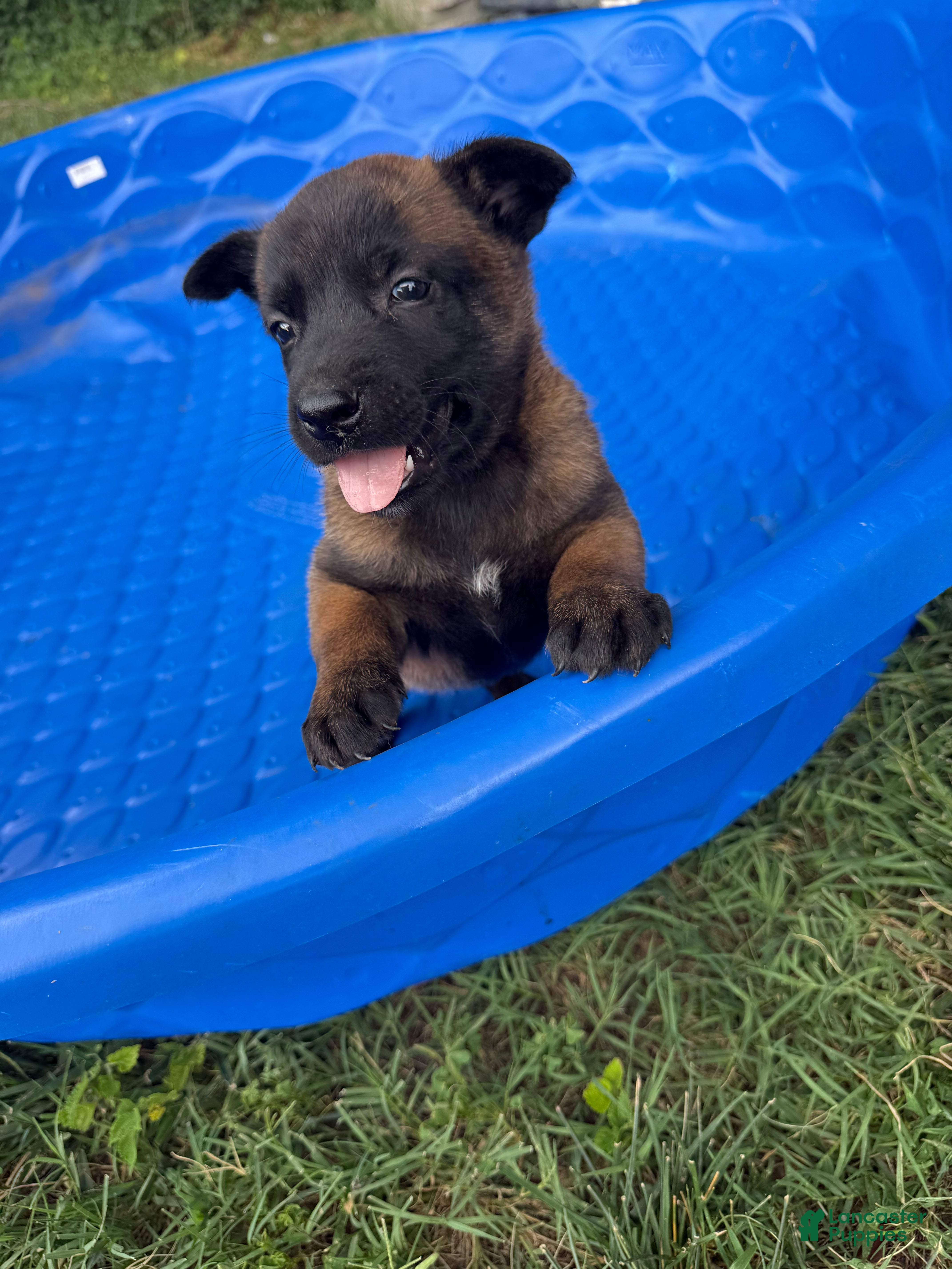 Belgian Malinois dogs Belgian Malinois 4 - Ad 42