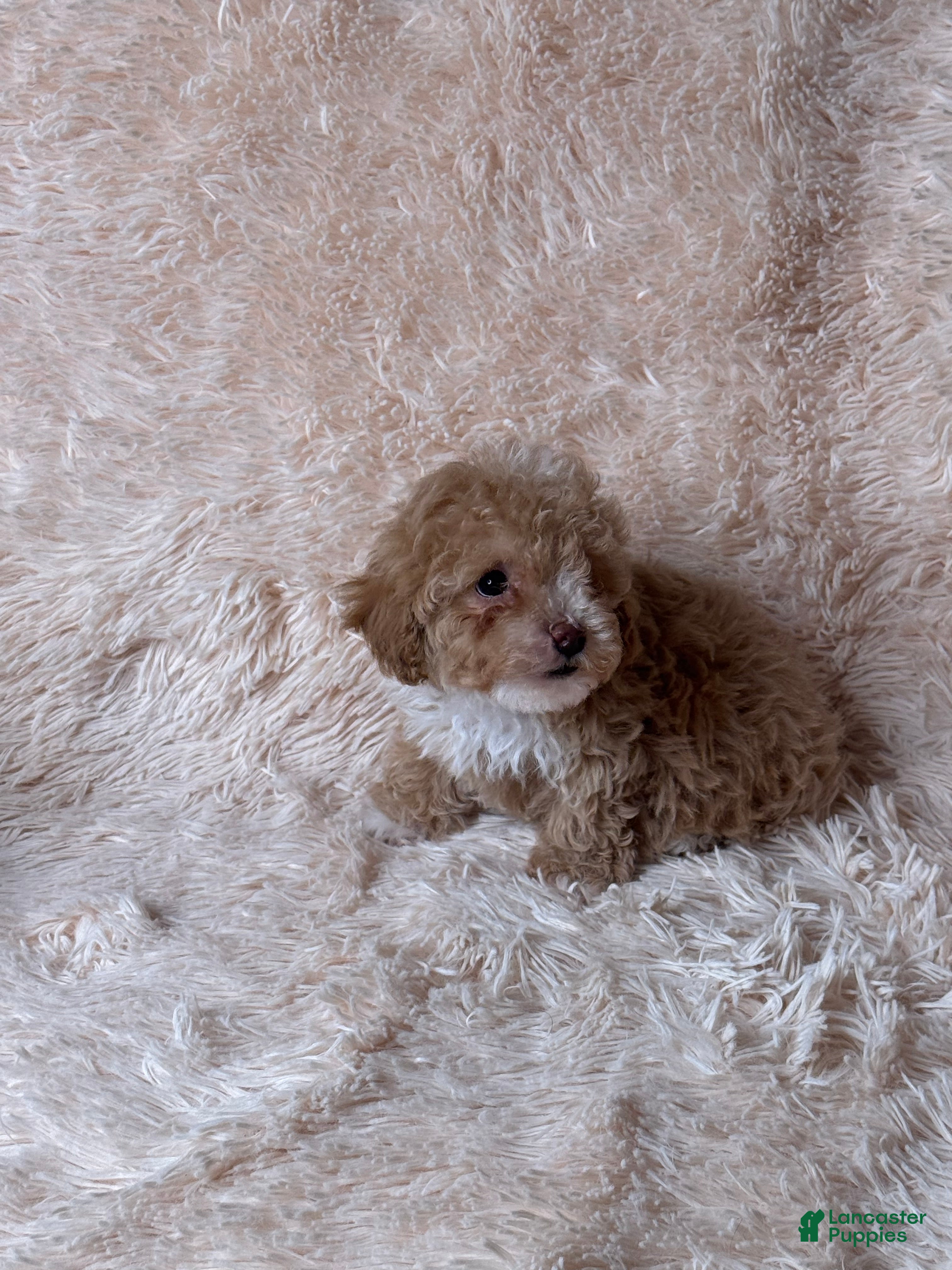 Toy Poodle dogs Vegeta - Ad 1