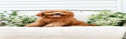 Goldendoodle dogs for sale: Jordan - Ad 3