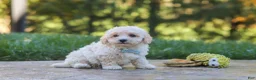 Maltipoo dogs for sale: Finley - Ad 9