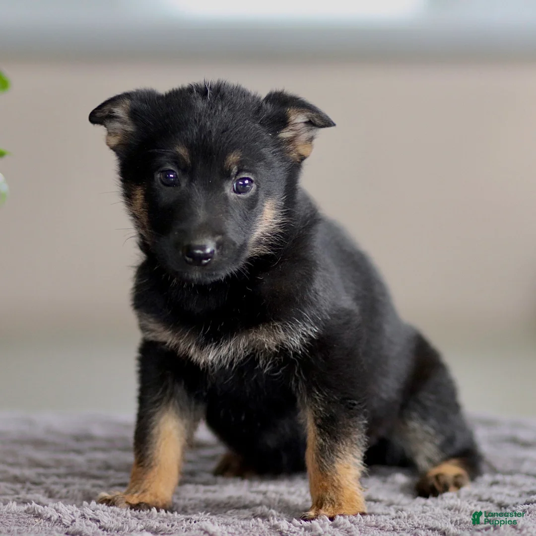 German Shepherd dogs for sale: Genny - Ad 2