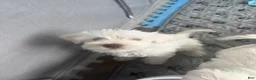Miniature Schnauzer dogs for sale: Miniature Schnauzer Puppy 2 - Ad 5