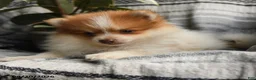 Pomeranian dogs for sale: Eugene - Ad 2