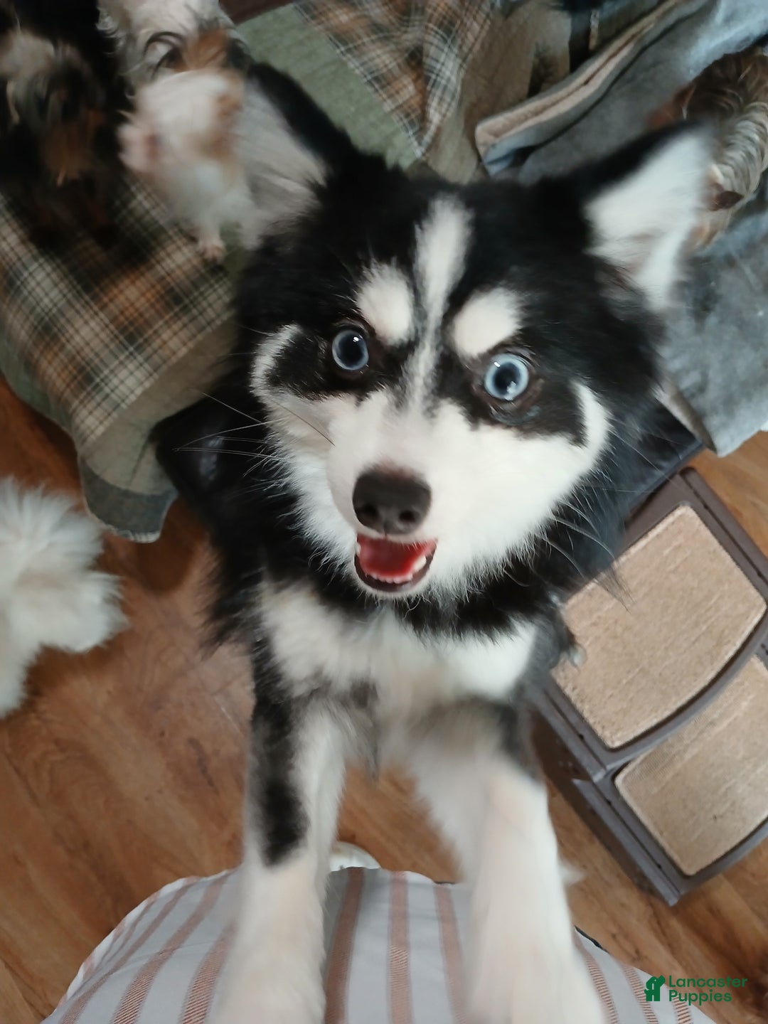 Pomsky dogs for sale: Pomsky Puppy 1 - Ad 5