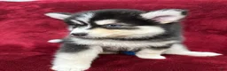 Pomsky dogs for sale: Niko - Ad 3