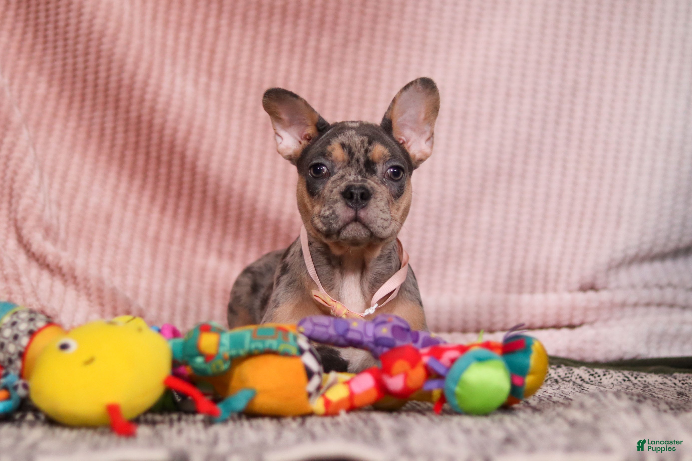 French Bulldog dogs Alice - Ad 19