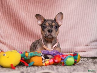 French Bulldog dogs Alice - Ad 27