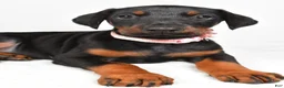 Doberman Pinscher dogs for sale: Lexi - Ad 4