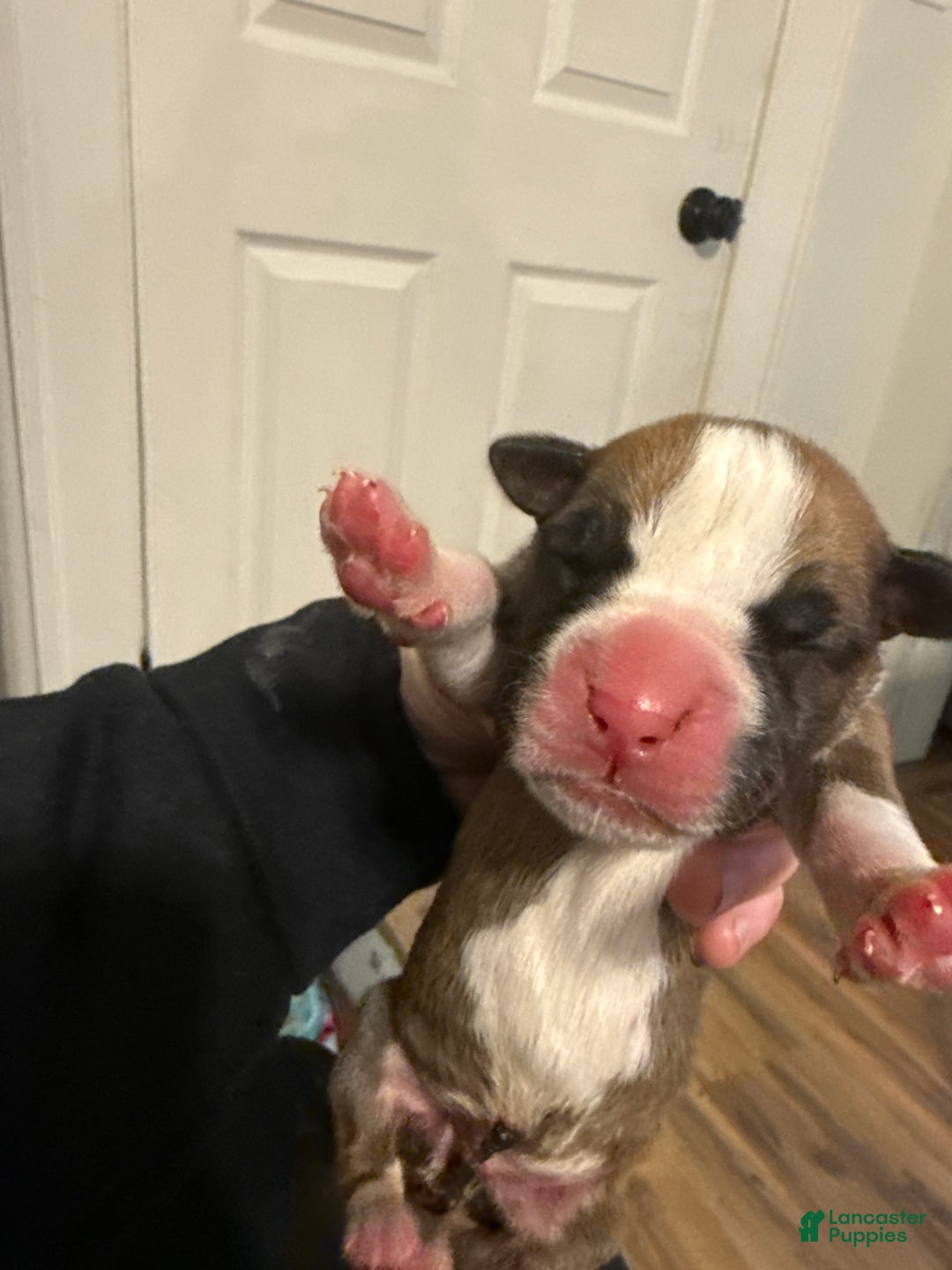 Boxer dogs for sale: Duke - Ad 1