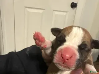 Boxer dogs Duke - Ad 39