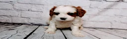 Cavalier King Charles Spaniel dogs for sale: Calvin - Ad 2