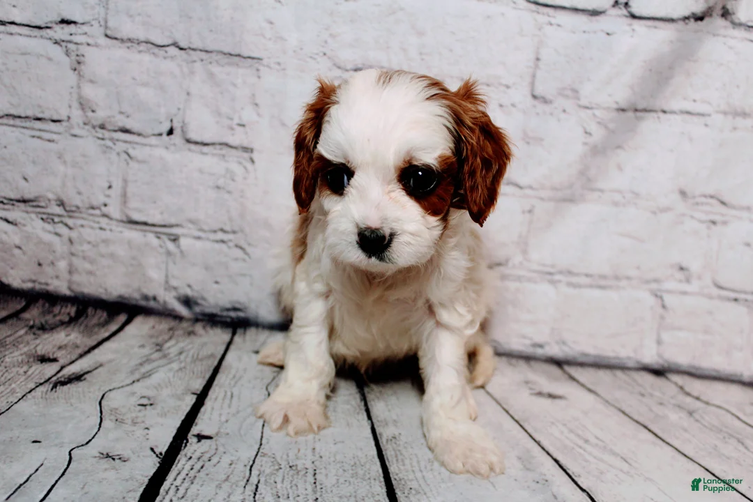 Cavalier King Charles Spaniel dogs for sale: Calvin - Ad 2