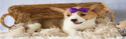 Welsh Corgi Pembroke dogs for sale: Zoey 🌸 - Ad 5