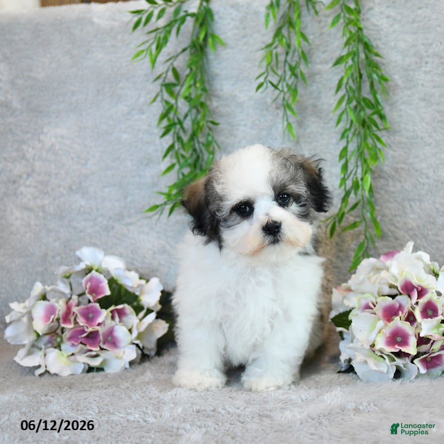 Teddy Bear dogs Lee - Ad 2