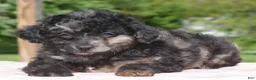 Toy Poodle dogs for sale: Bella Merle female puppy - Ad 5