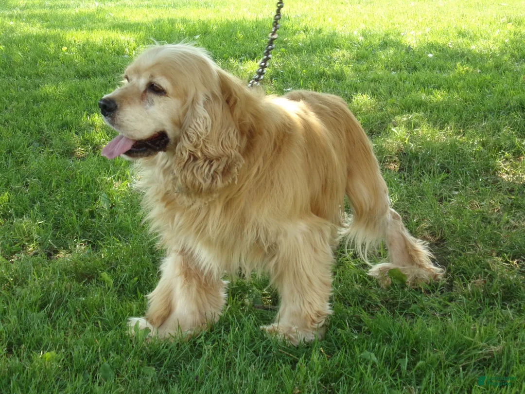 Cockapoo dogs for sale: Beverly - Ad 9