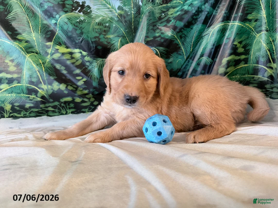 Golden Retriever dogs for sale: Cassie - Ad 1