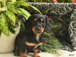 Miniature Dachshund dogs Flossy - Ad 27