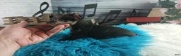 Chihuahua dogs for sale: Mouses black merle - Ad 2