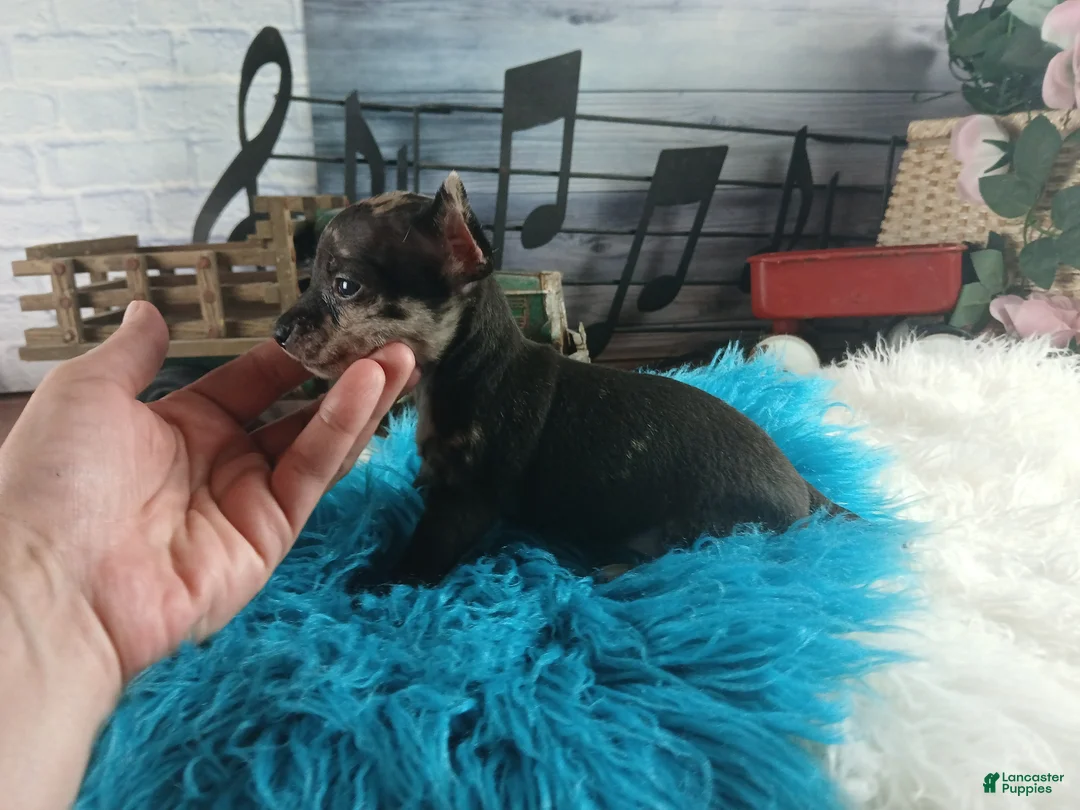 Chihuahua dogs for sale: Mouses black merle - Ad 2