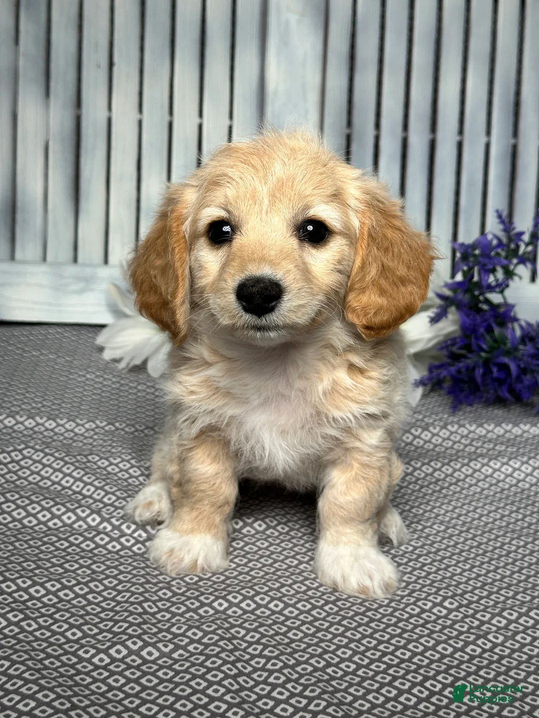 Mixed Breed dogs for sale: Callie - Ad 1